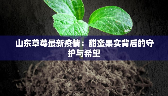 山东草莓最新疫情:甜蜜果实背后的守护与希望 山东草莓最新疫情:甜蜜果实背后的守护与希望